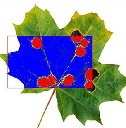 Leaf Area and Image Analysis