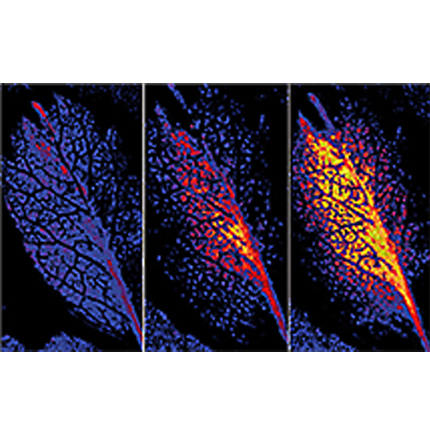 Visualized Gas Exchange in Leaves Visualized Gas Exchange in Leaves