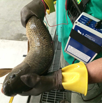 Electric Fish Handling Gloves