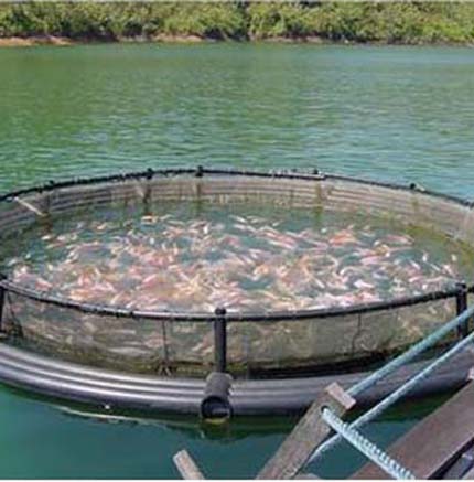 Aquaculture Products and Systems