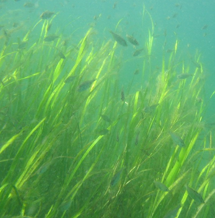 Submersed Aquatic Vegetation