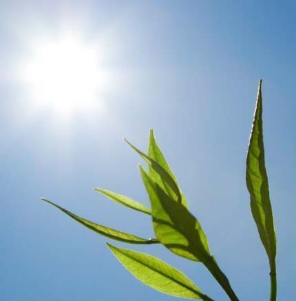 ccm 200plus chlorophyll content